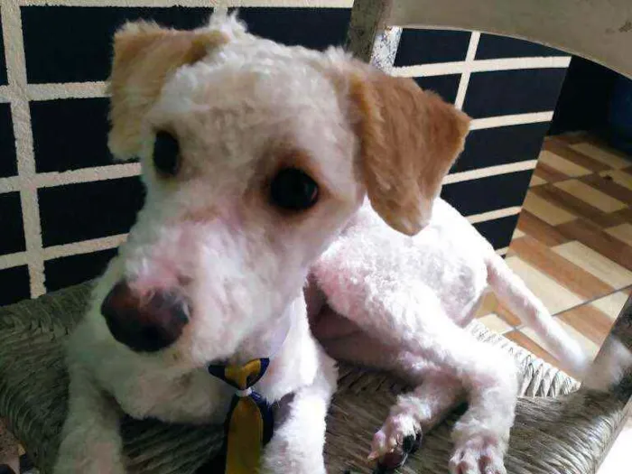 Cachorro ra a poddle toy idade 7 a 11 meses nome tiny