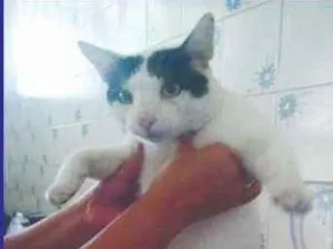 Gato raça SRD idade 5 anos nome Ceará