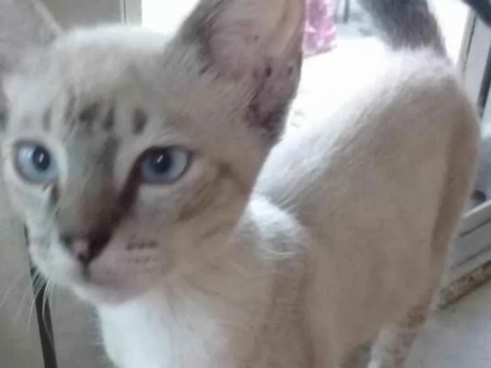 Gato ra a SRD idade 2 a 6 meses nome Dengoso 