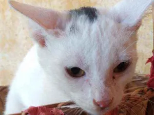 Gato raça Srd idade 2 a 6 meses nome Principe