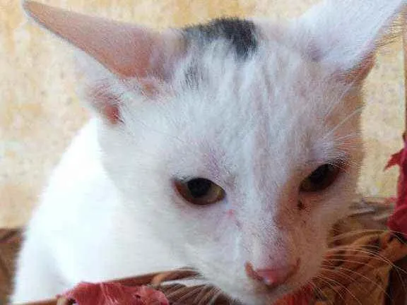 Gato ra a Srd idade 2 a 6 meses nome Principe