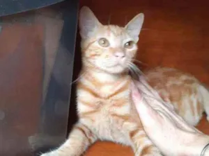Gato raça Srd  idade 2 a 6 meses nome Mel