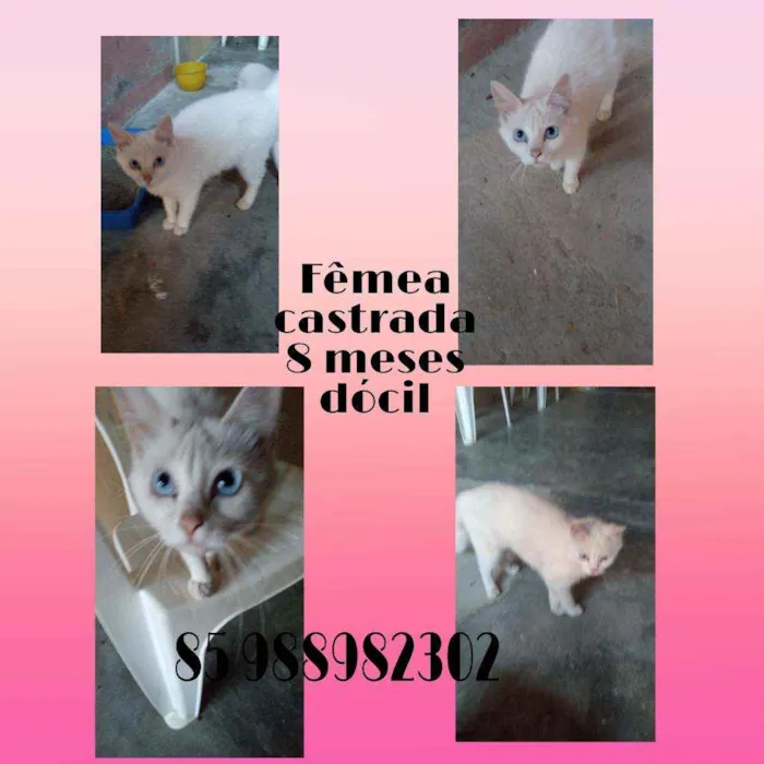 Gato ra a Srd idade 7 a 11 meses nome Mimimosa