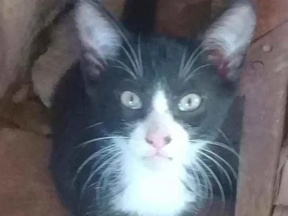 Gato raça Indefinida idade 2 a 6 meses nome Sem nome ainda