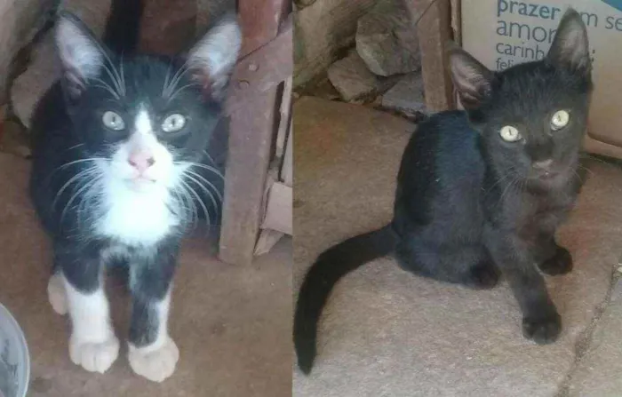 Gato ra a Indefinida idade 2 a 6 meses nome Sem nome ainda