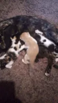 Gatinhos para doação