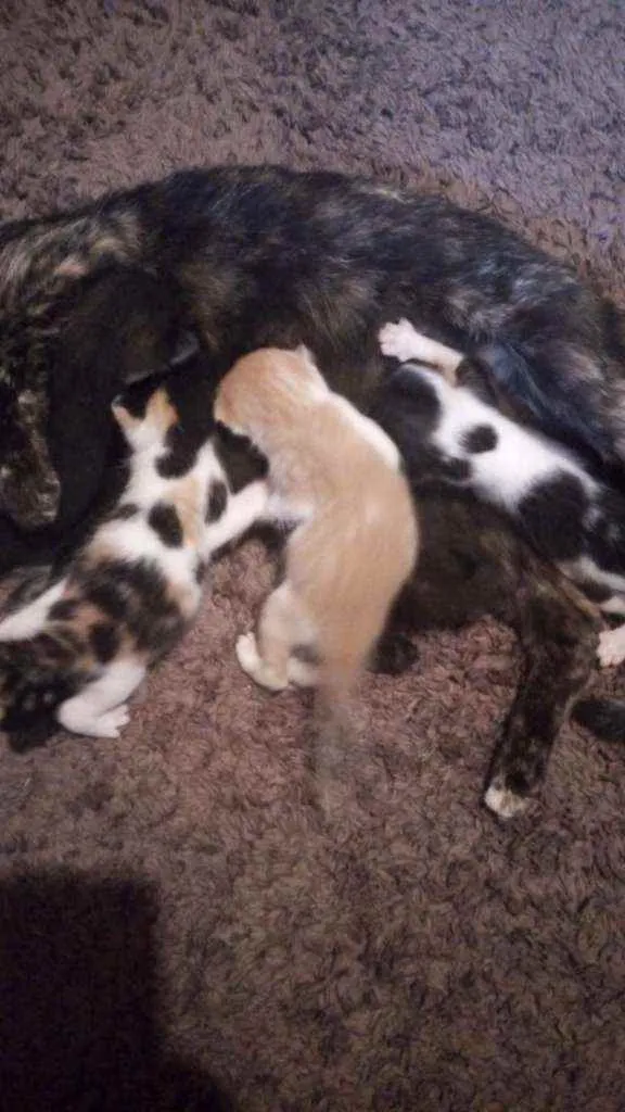 Gato ra a Vira-lata idade Abaixo de 2 meses nome Gatinhos para doação