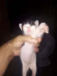 Gatinhos para doação