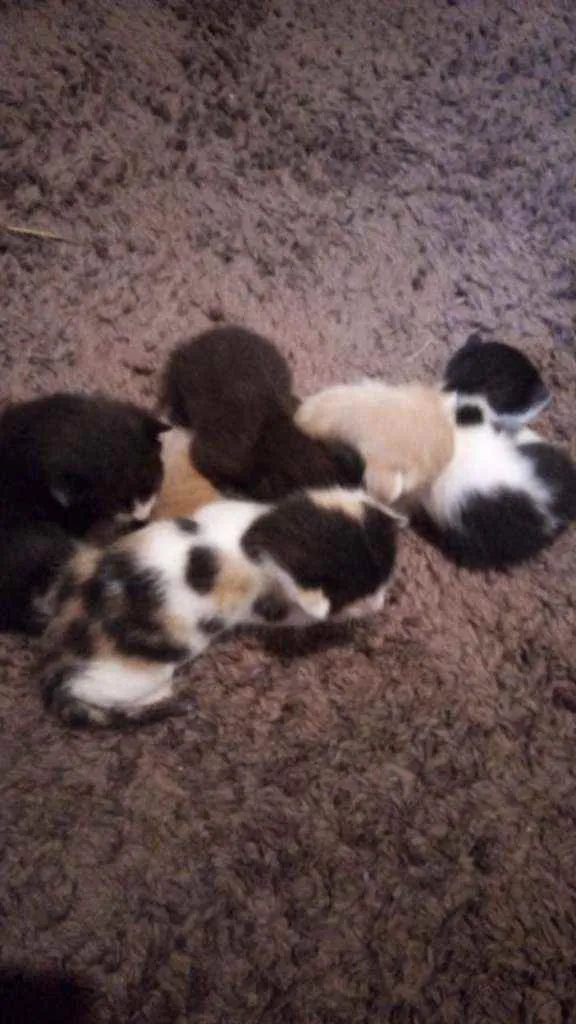 Gato ra a Vira-lata idade Abaixo de 2 meses nome Gatinhos para doação