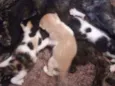 Gatinhos para doação