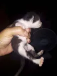 Gatinhos para doação