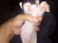 Gatinhos para doação