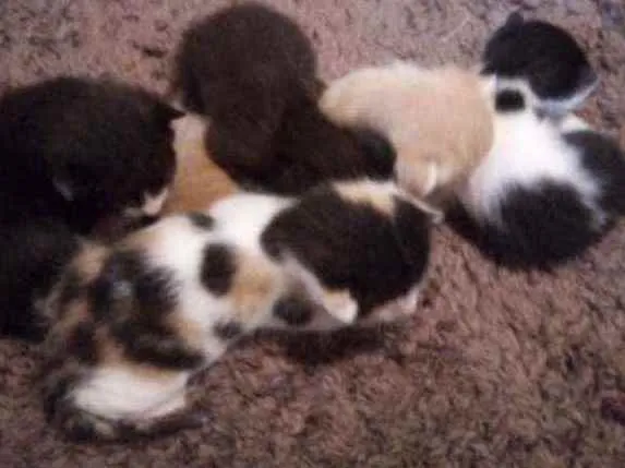 Gato ra a Vira-lata idade Abaixo de 2 meses nome Gatinhos para doação