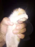 Gatinhos para doação