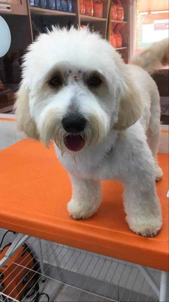 Cachorro raça SRD idade 7 a 11 meses nome Estela e Vênus 