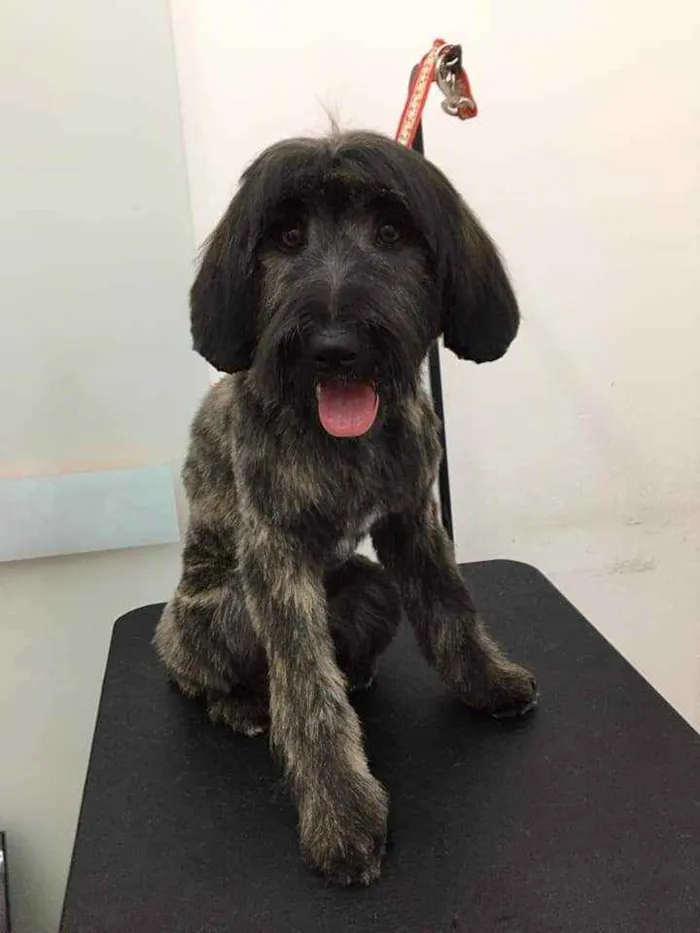 Cachorro raça SRD idade 7 a 11 meses nome Estela e Vênus 