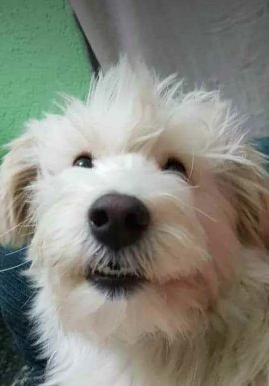 Cachorro raça SRD idade 7 a 11 meses nome Estela e Vênus 