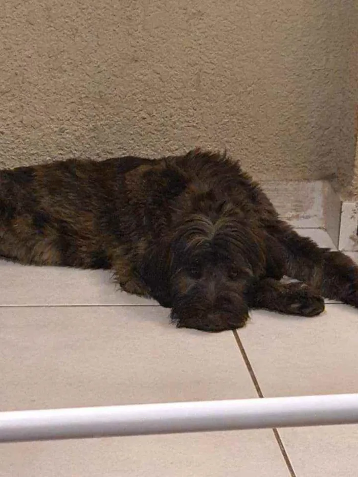 Cachorro raça SRD idade 7 a 11 meses nome Estela e Vênus 