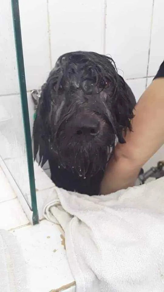 Cachorro raça SRD idade 7 a 11 meses nome Estela e Vênus 