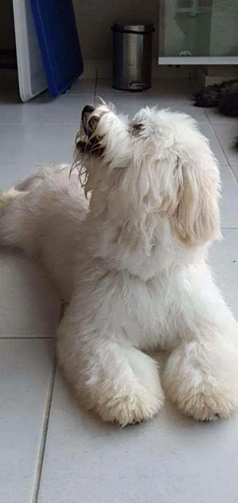 Cachorro raça SRD idade 7 a 11 meses nome Estela e Vênus 