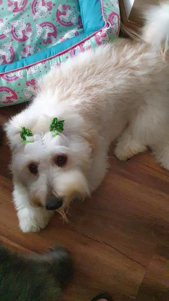 Cachorro raça SRD idade 7 a 11 meses nome Estela e Vênus 