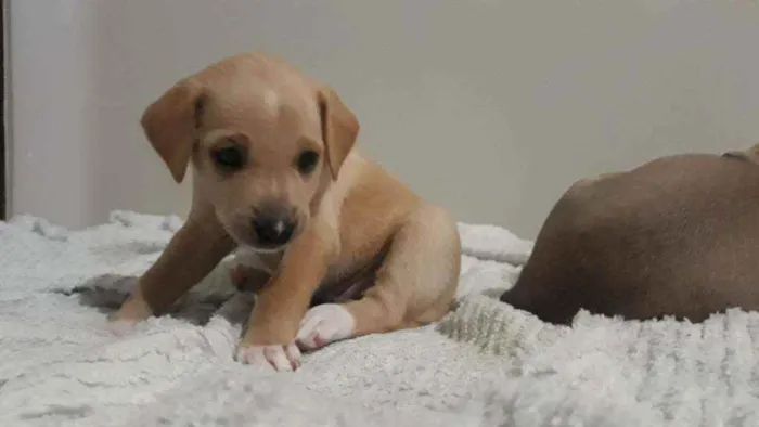 Cachorro ra a Vira-lata  idade Abaixo de 2 meses nome Ravena