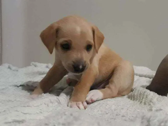 Cachorro ra a Vira-lata  idade Abaixo de 2 meses nome Ravena