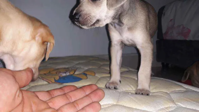 Cachorro ra a Vira-lata  idade Abaixo de 2 meses nome Ravena