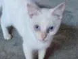 Gael