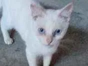Gato raça Srd idade 7 a 11 meses nome Gael