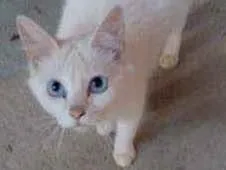 Gato raça Srd idade 7 a 11 meses nome Mimimosa