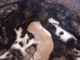 Gatinhos para doação