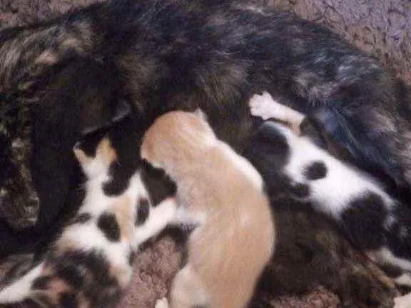 Gato ra a Vira-lata idade Abaixo de 2 meses nome Gatinhos para doação