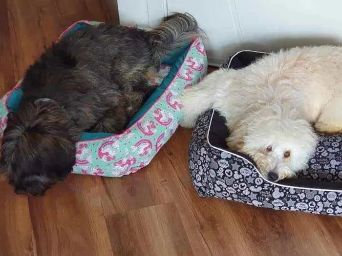 Cachorro raça SRD idade 7 a 11 meses nome Estela e Vênus 