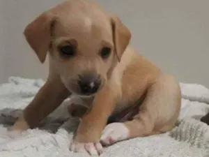 Cachorro raça Vira-lata  idade Abaixo de 2 meses nome Ravena