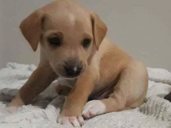Cachorro ra a Vira-lata  idade Abaixo de 2 meses nome Ravena