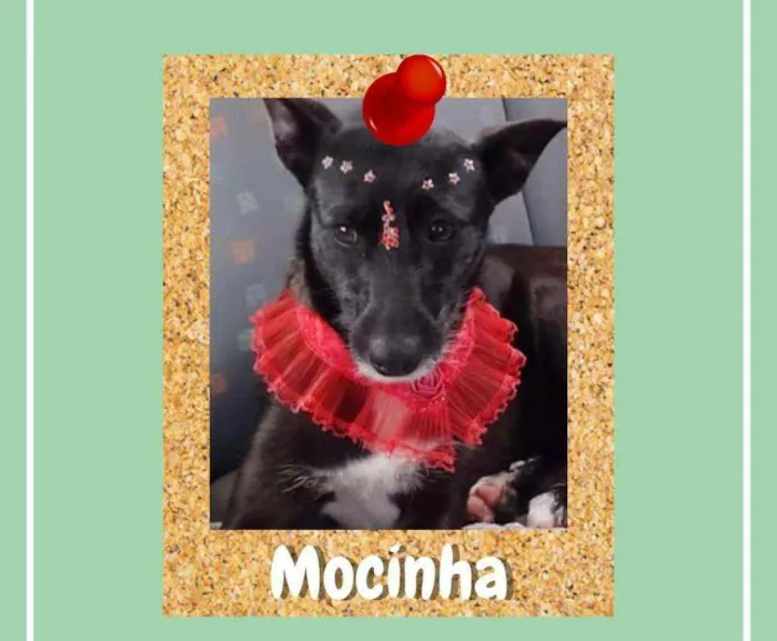 Cachorro ra a SRD-ViraLata idade 3 anos nome Mocinha