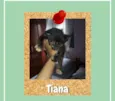 Tiana
