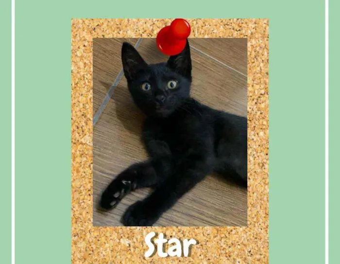 Gato ra a srd idade 2 a 6 meses nome Star