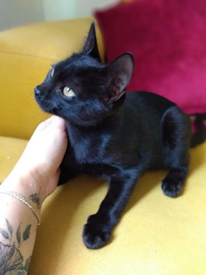 Gato raça SRD-ViraLata idade 2 a 6 meses nome Estelar