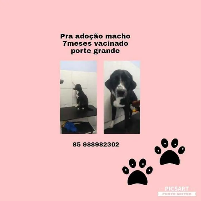 Cachorro ra a Srd idade 7 a 11 meses nome Nego