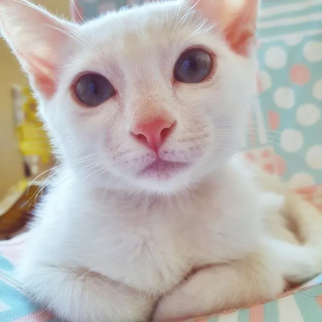 Gato raça SRD-ViraLata idade 2 a 6 meses nome GRACIELA BRANCA