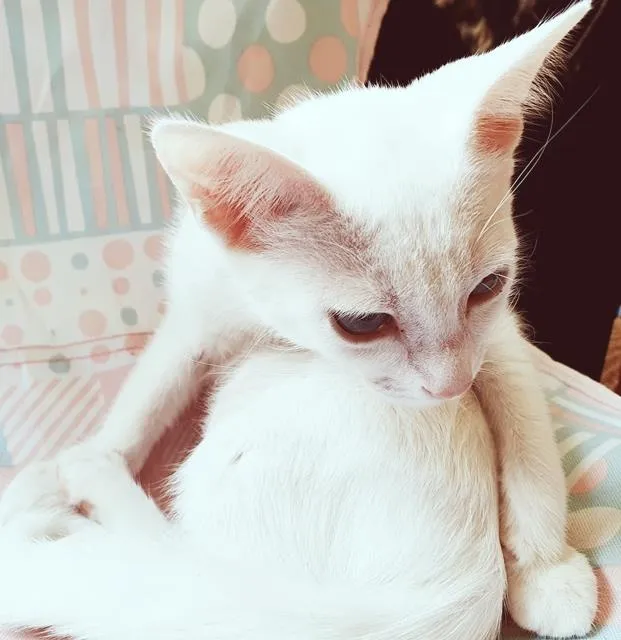 Gato raça SRD-ViraLata idade 2 a 6 meses nome GRACIELA BRANCA