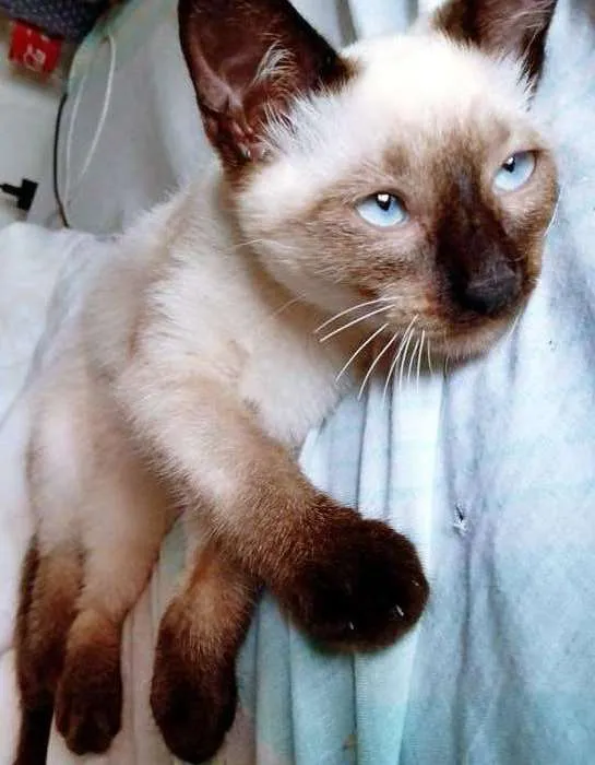 Gato raça SRD-ViraLata idade 2 a 6 meses nome KATIA SIAMESA