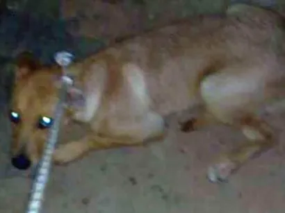 Cachorro raça Vira lata idade 2 a 6 meses nome Max 