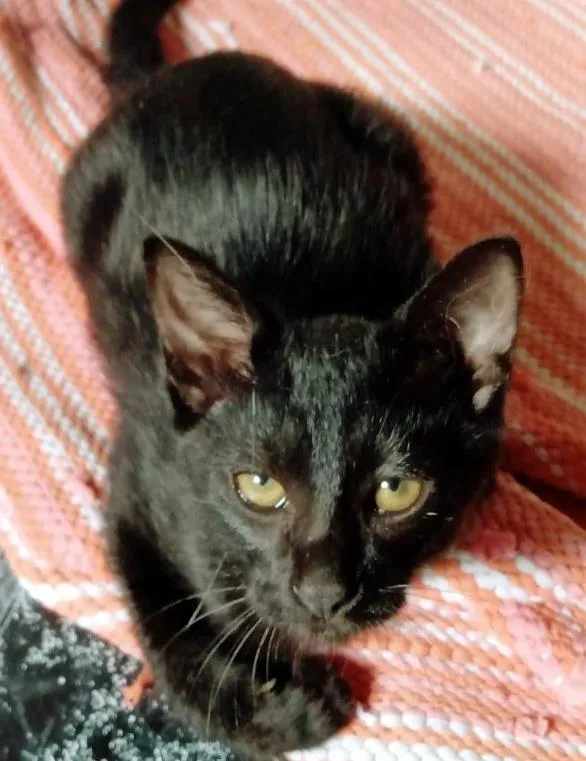 Gato raça SRD idade 2 a 6 meses nome VANIA BLACK