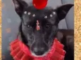 Mocinha
