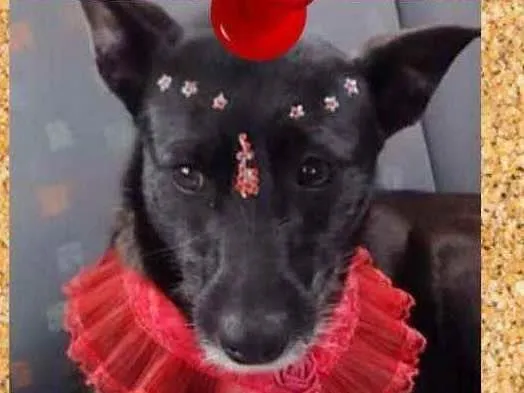Cachorro ra a SRD-ViraLata idade 3 anos nome Mocinha