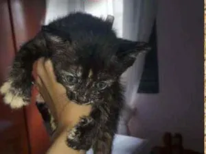 Gato raça srd idade 2 a 6 meses nome Tiana