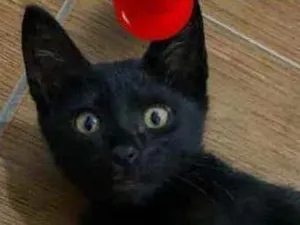 Gato raça srd idade 2 a 6 meses nome Star